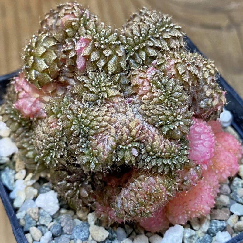 SH20062 Gymnocalycium mihanovichii ‘Sepia B’ f. cristata variegata