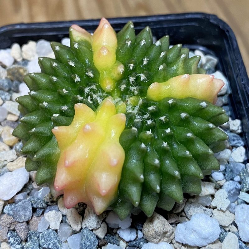 SH20967 Gymnocalycium mihanovichii ‘inermis’ f. variegata cristata