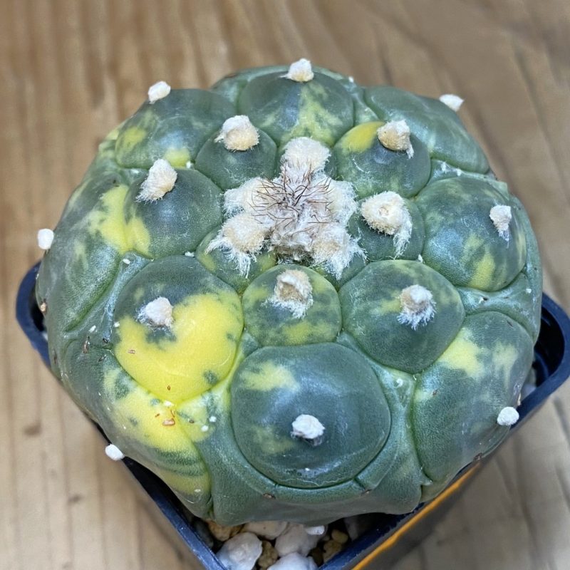 SH20986 Astrophytum asterias ‘Kikko’ f. variegata