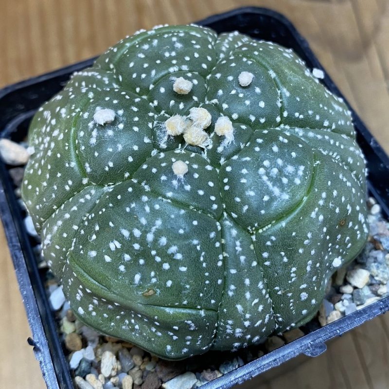 SH20052 Astrophytum asterias ‘Kikko' , 5 ribs