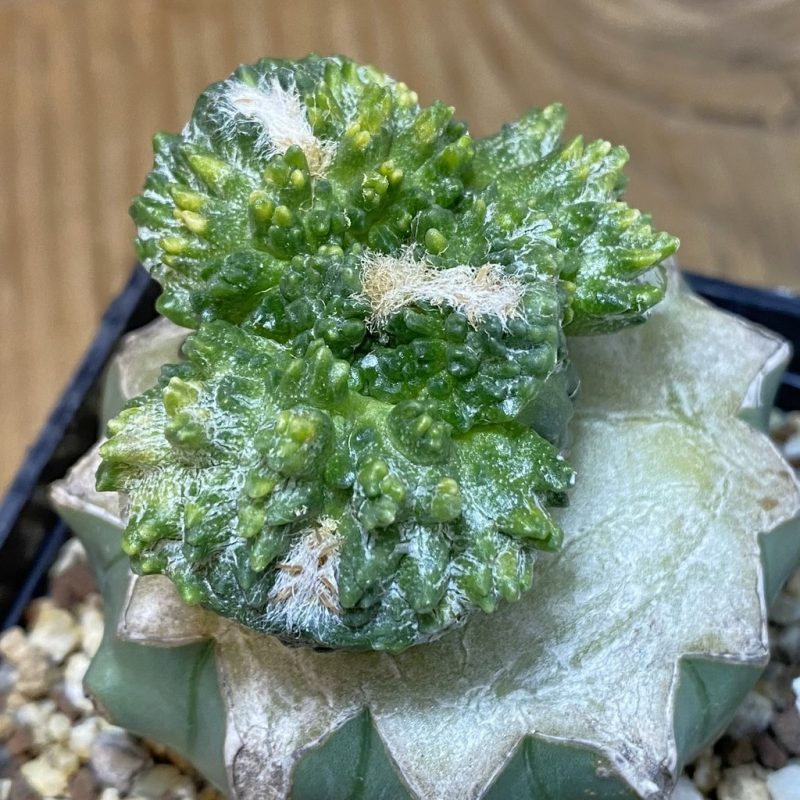 SH19368 Ariocarpus fissuratus ‘Godzilla’ f. variegata, grafted