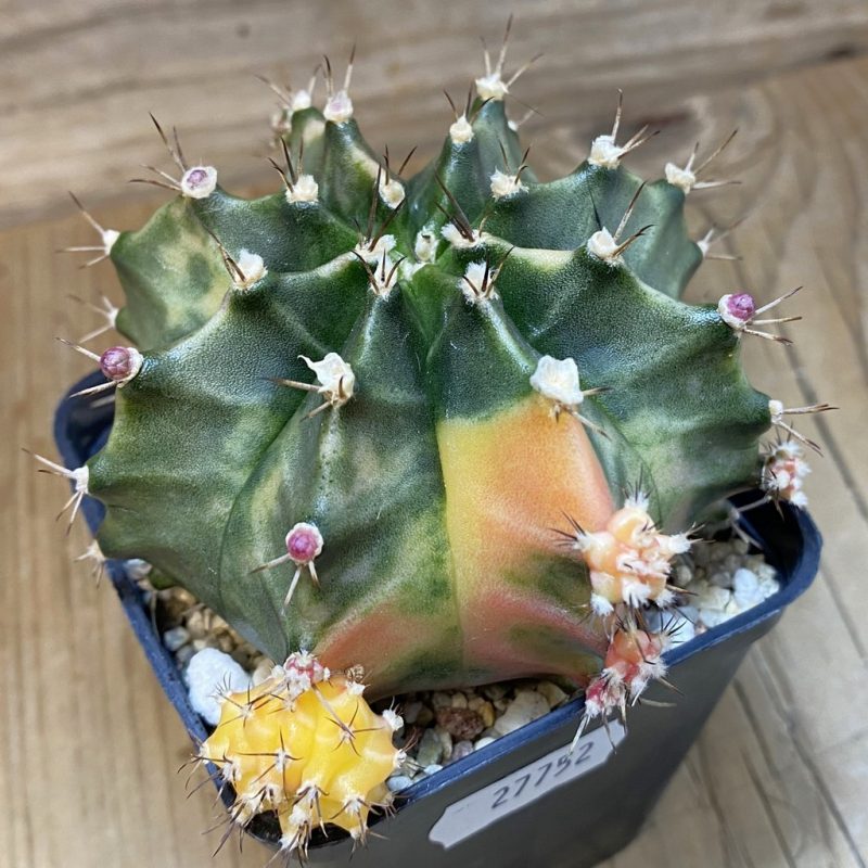 SH27752 Gymnocalycium mihanovichii f. variegata, seedling