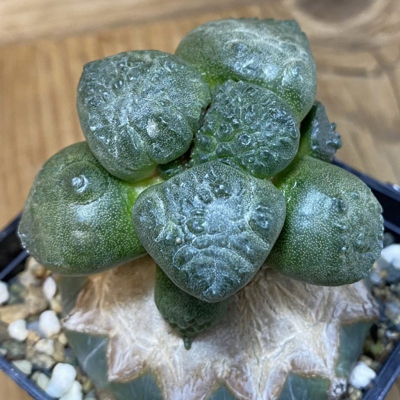 SH19981 Ariocarpus lloydii x ‘Godzilla’, grafted