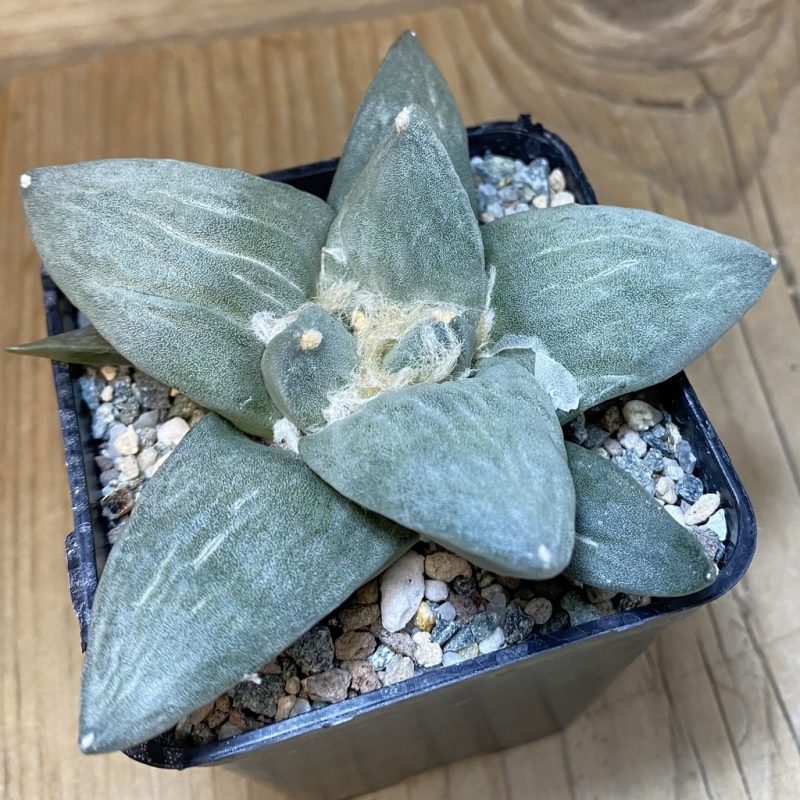 SH23261 Ariocarpus retusus hybrid, seedling, own roots