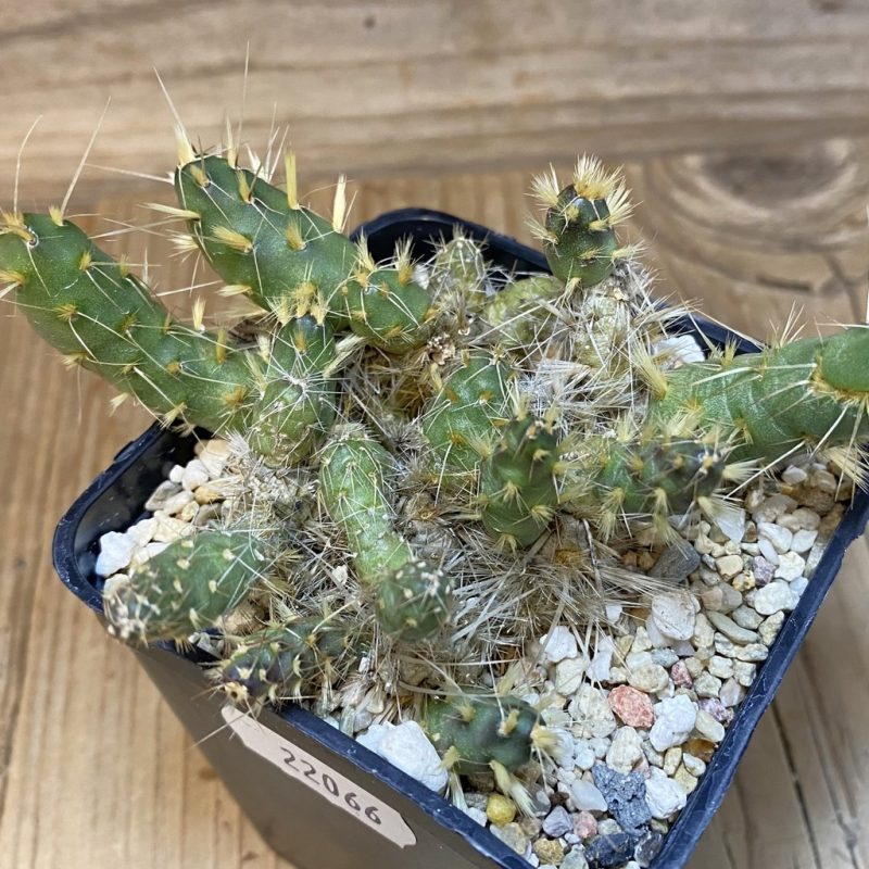 SH22066 Maihueniopsis glomerata