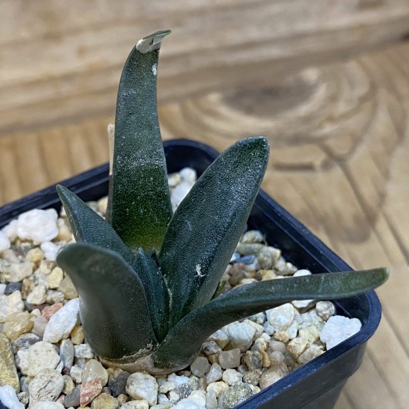 SH3525 Ariocarpus retusus, seedling