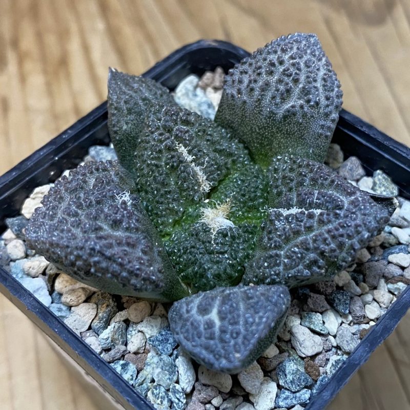 SH23575 Ariocarpus fissuratus ‘Godzilla’ hybrid, seedling, own roots
