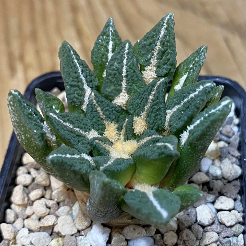 SH19513 Ariocarpus kotschoubeyanus v. elephantidens x fissuratus ‘Godzilla’, own roots