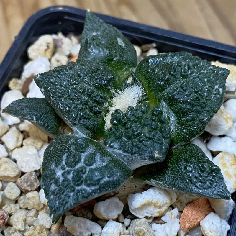 SH4995 Ariocarpus fissuratus ‘Godzilla’ hybrid, seedling