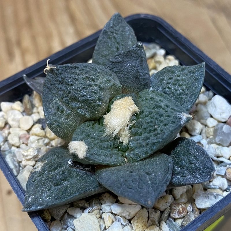 SH4993 Ariocarpus fissuratus ‘Godzilla’ hybrid, seedling