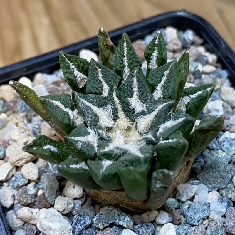 SH23306 Ariocarpus kotschoubeyanus hybrid, own roots