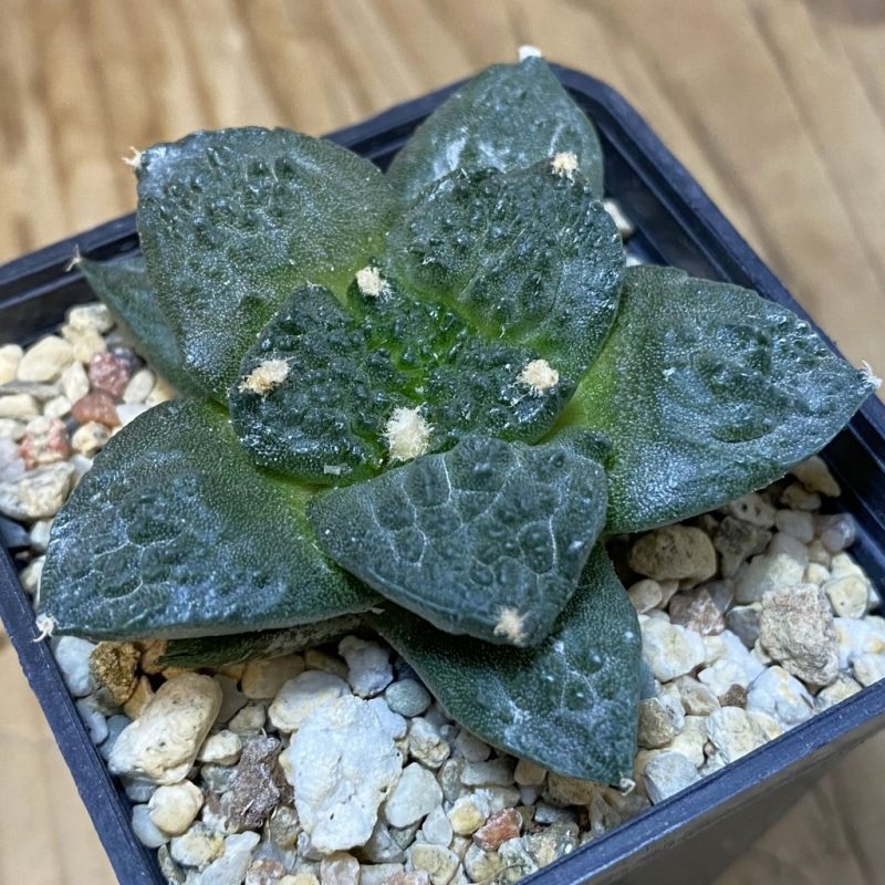 SH4368 Ariocarpus fissuratus ‘Godzilla’ hybrid, seedling