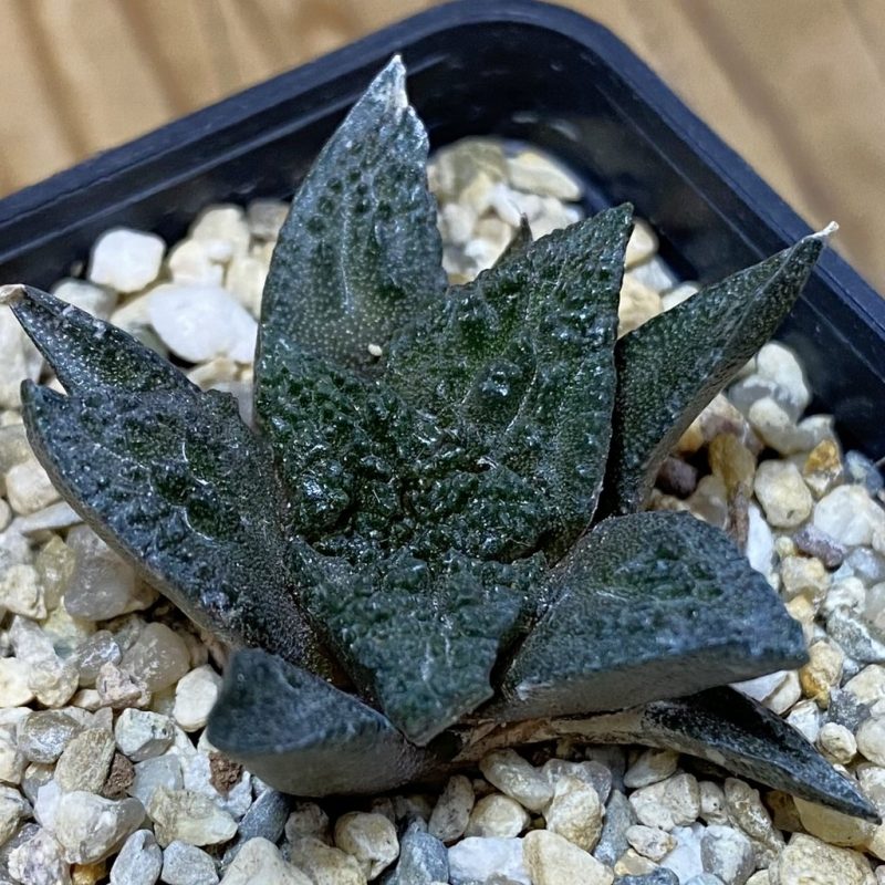 SH2621 Ariocarpus fissuratus ‘Godzilla’ hybrid, seedling