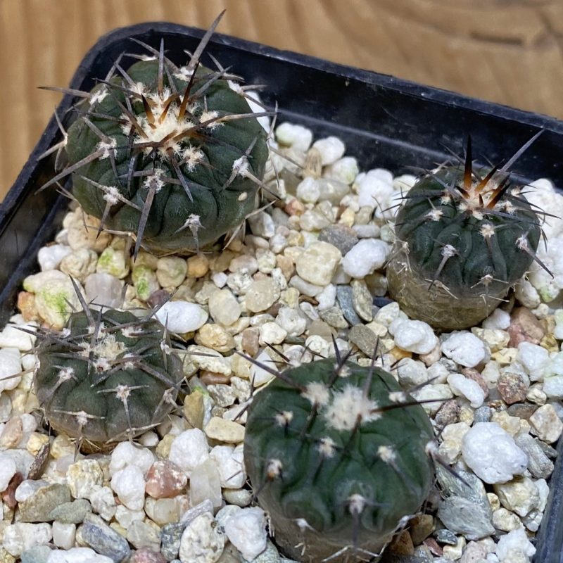 SH27753 Gymnocalycium spegazzinii v. major VG 090, 4 plants