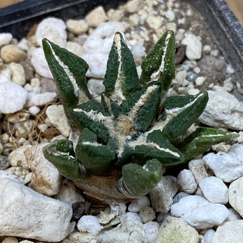 SH2570 Ariocarpus kotschoubeyanus hybrid, seedling, own roots