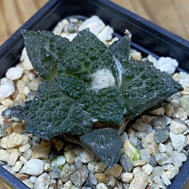 SH4367 Ariocarpus fissuratus ‘Godzilla’ hybrid, seedling