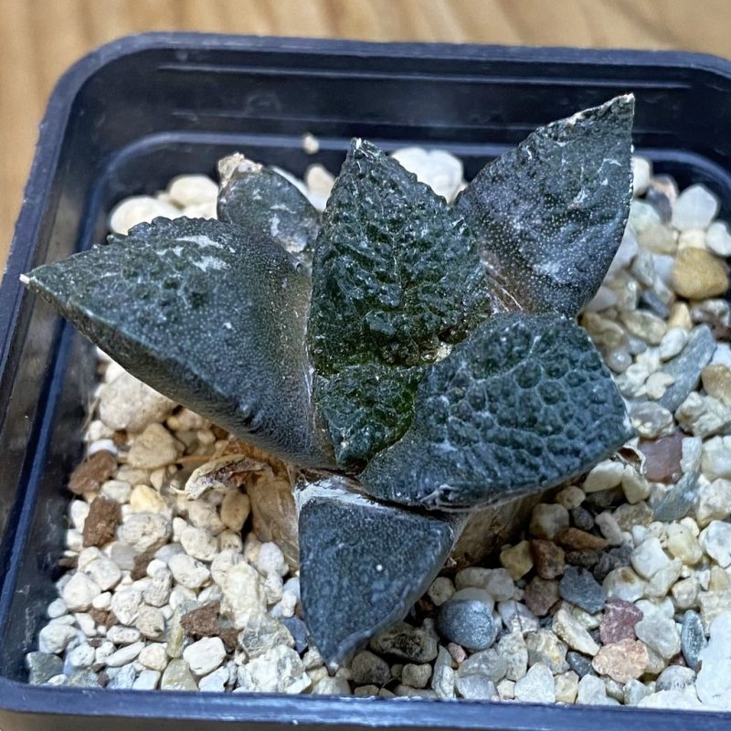 SH695 Ariocarpus fissuratus ‘Godzilla’ hybrid, seedling