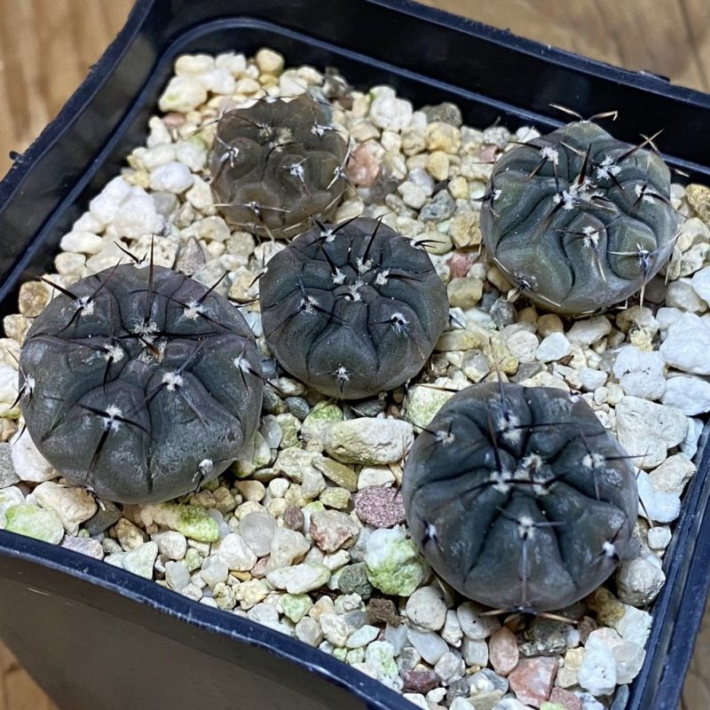SH27754 Gymnocalycium esperanzae VG 1306 x Gymnocalycium esperanzae VG 1242, 5 plants