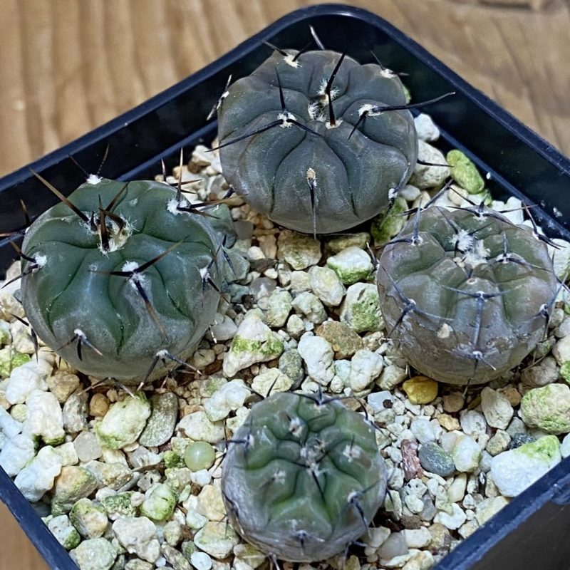 SH27755 Gymnocalycium esperanzae VG 1306 x Gymnocalycium esperanzae VG 1242, 4 plants