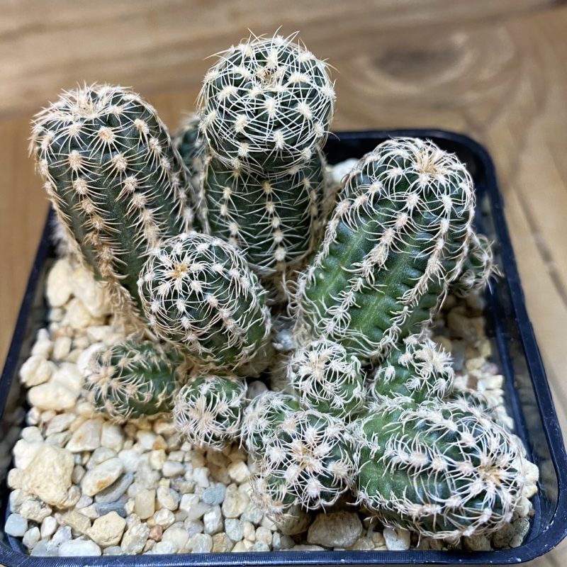 SH27758 Gymnocalycium bruchii, 2 plants