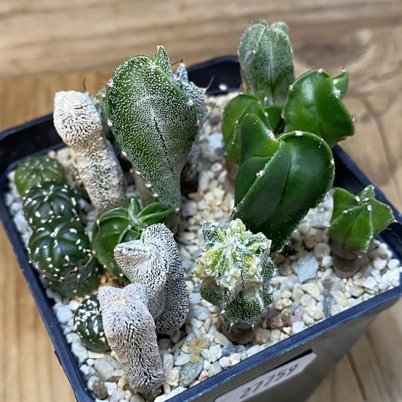 SH27759 Astrophytum myriostigma mix