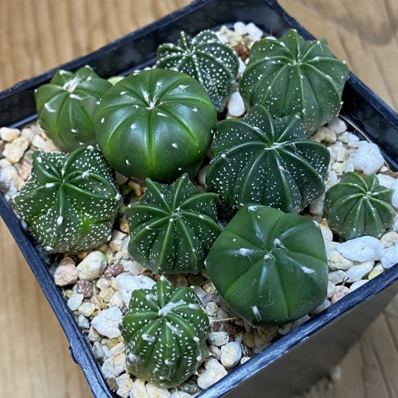 SH27760 Astrophytum asterias mix hybrid