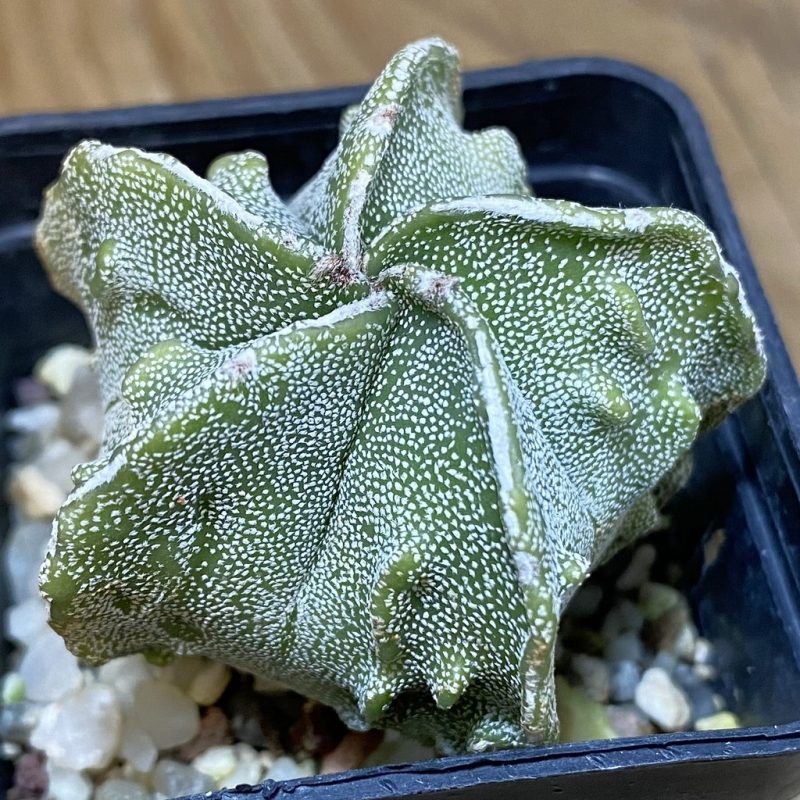 SH27761 Astrophytum myriostigma ‘Fukuryu’