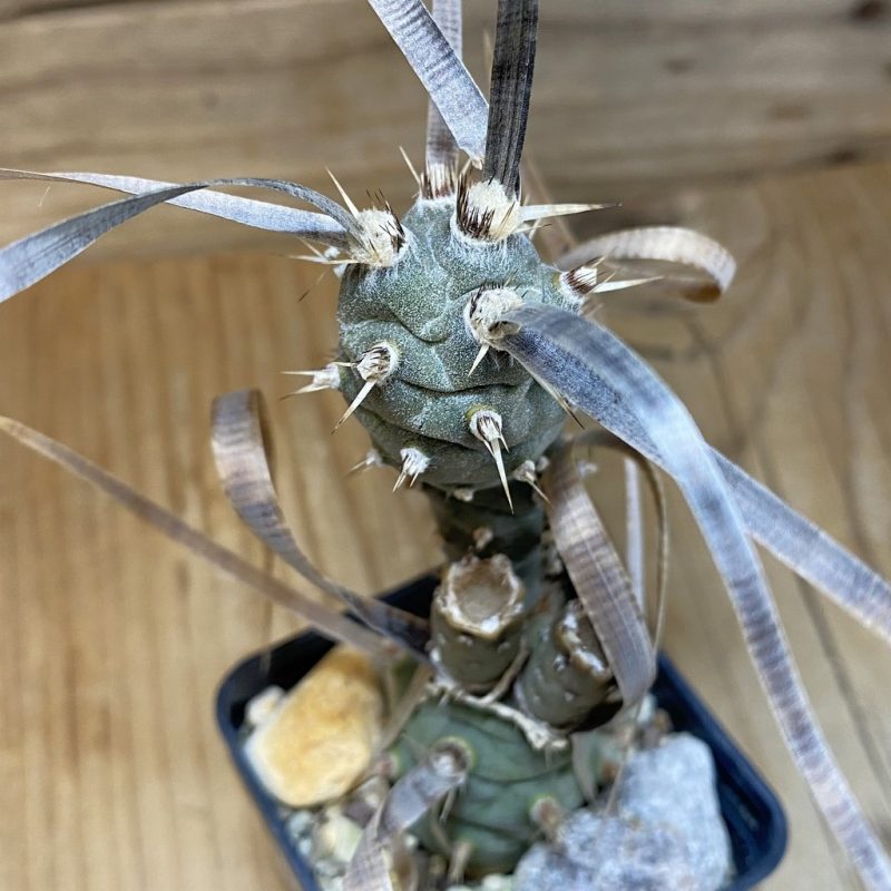 SH27763 Tephrocactus articulatus v. papyracanthus