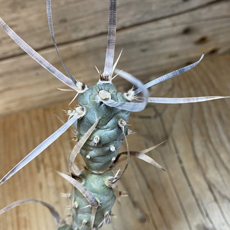 SH27764 Tephrocactus articulatus v. papyracanthus