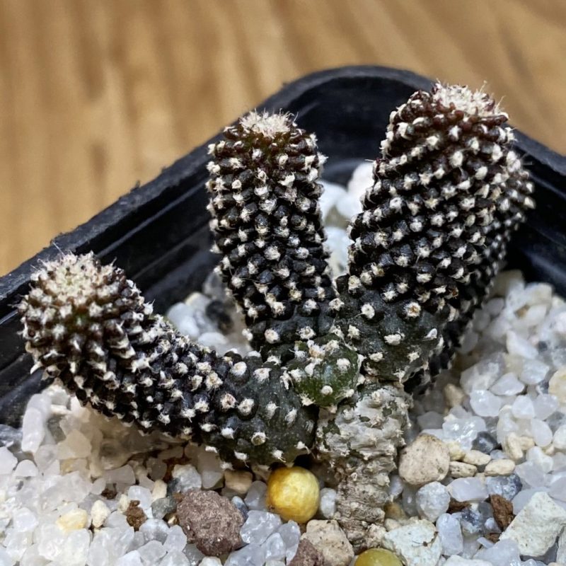 SH27766 Copiapoa tenuissima f. monstruosa