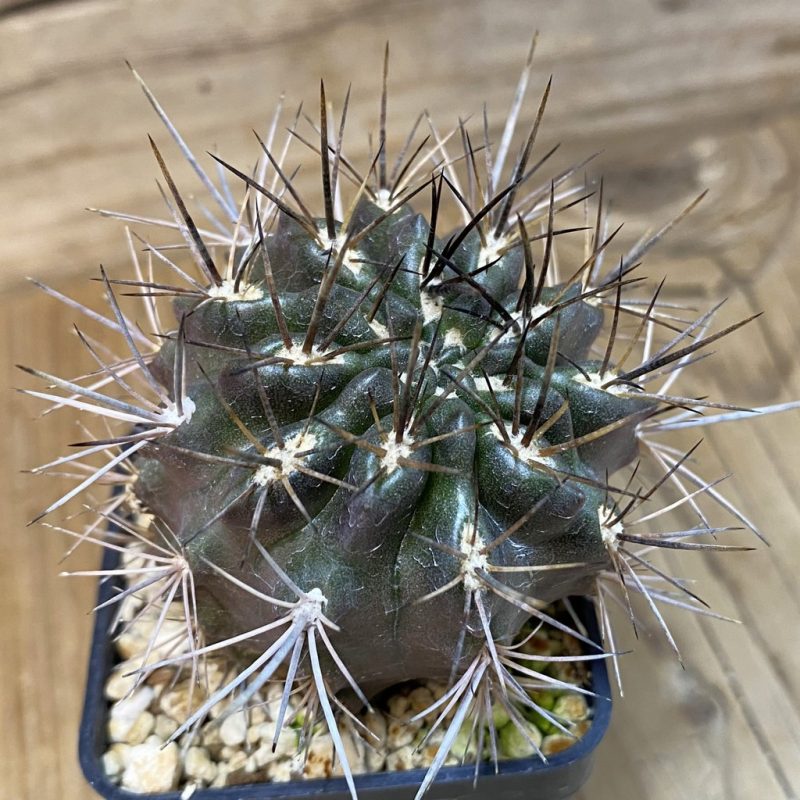 SH27767 Eriosyce curvispina