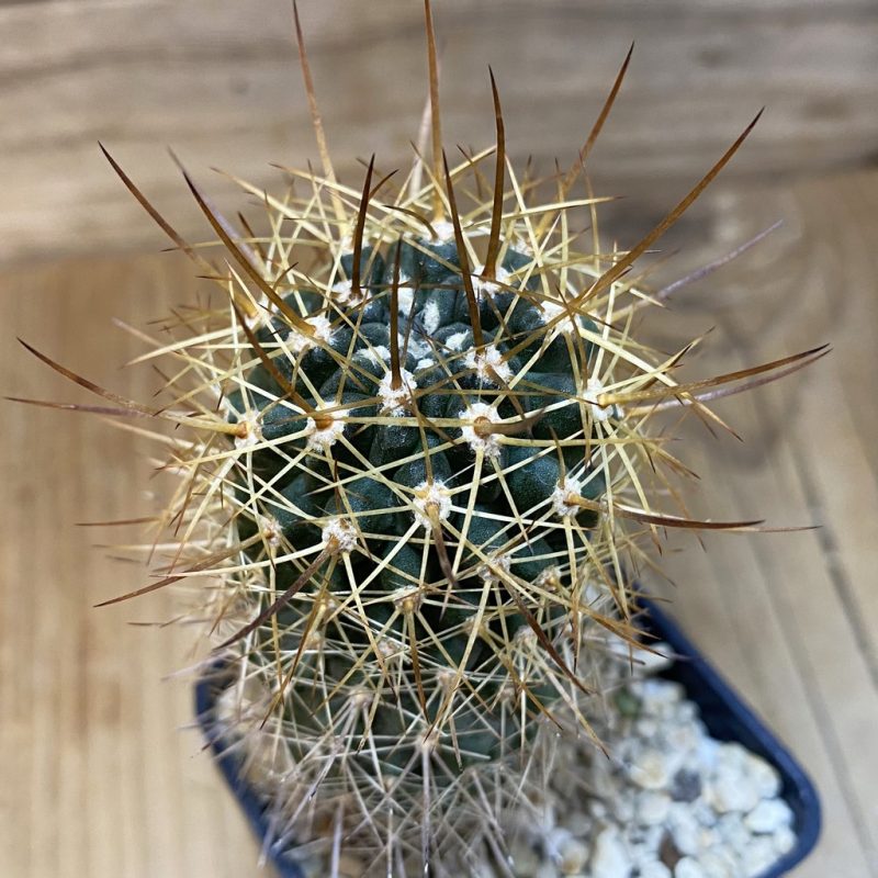 SH27768 Eriosyce curvispina