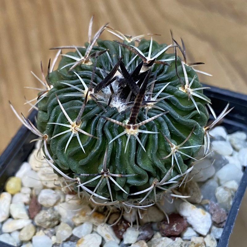 SH27771 Echinofossulocactus sp. CB 011075