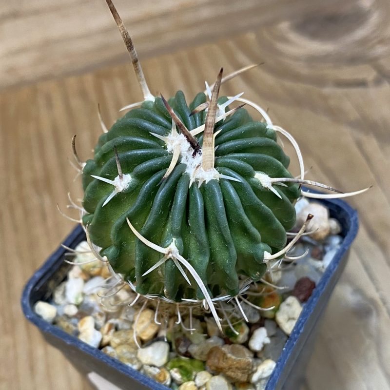 SH27772 Echinofossulocactus zacatecasensis