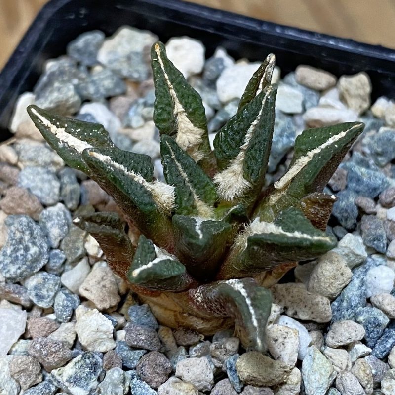SH27773 Ariocarpus kotschoubeyanus hybrid, own roots