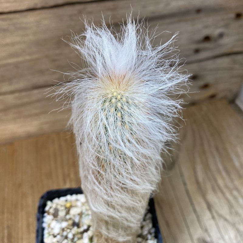 SH27750 Espostoa melanostele