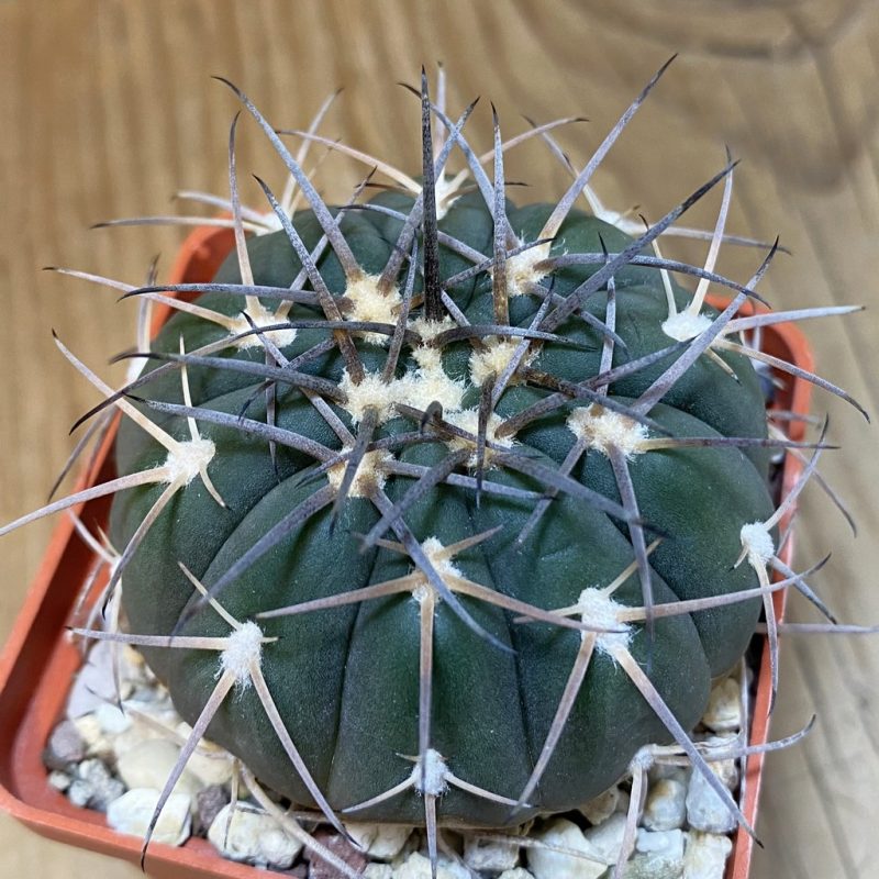 SH27775 Gymnocalycium spegazzinii