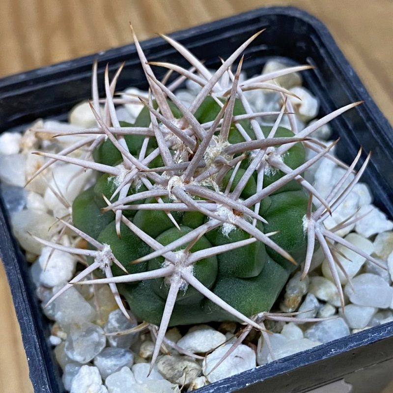 SH27777 Gymnocalycium ferox