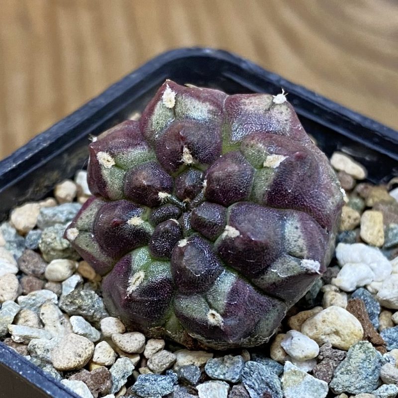 SH27778 Gymnocalycium mihanovichii 'Day Dream' f. cristata
