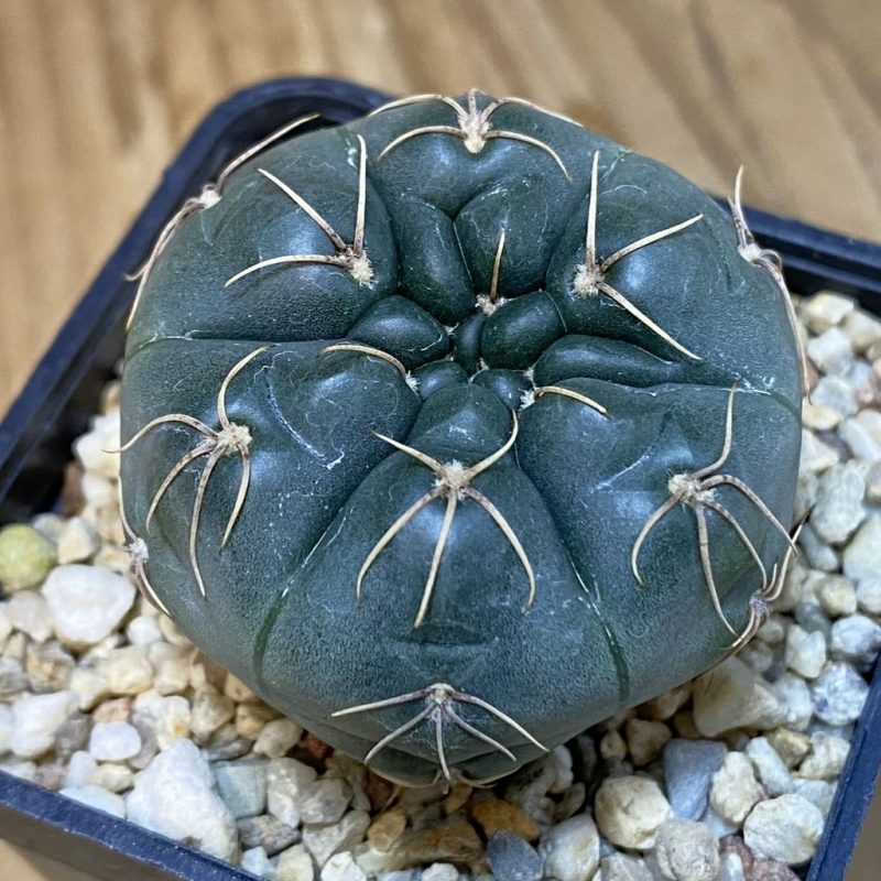 SH27779 Gymnocalycium obductum