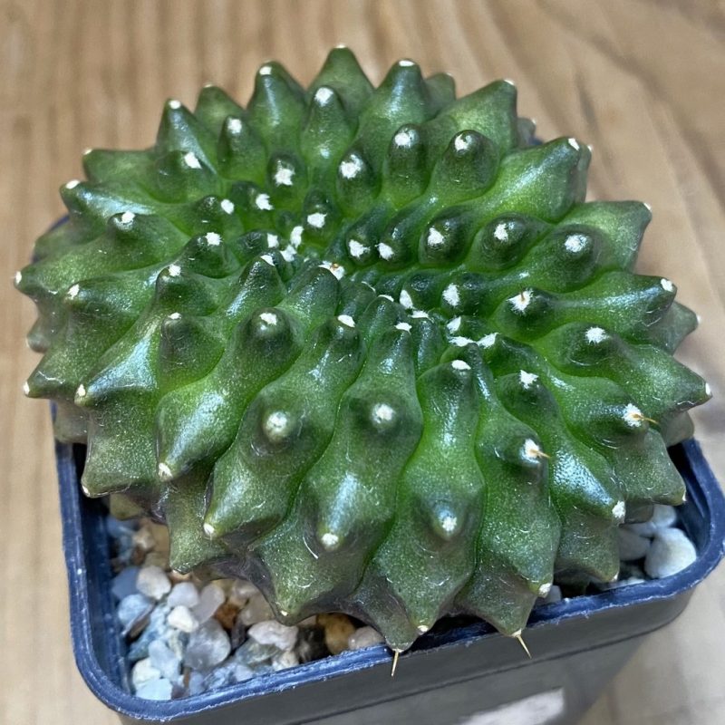 SH17976 Gymnocalycium mihanovichii ‘inermis’