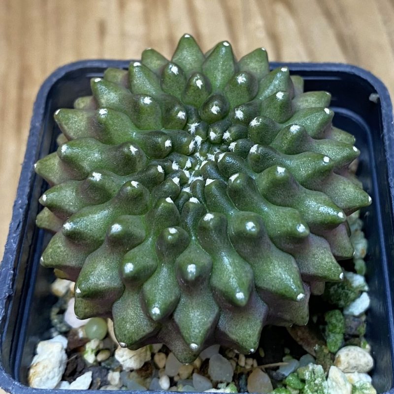 SH17978 Gymnocalycium mihanovichii ‘inermis’