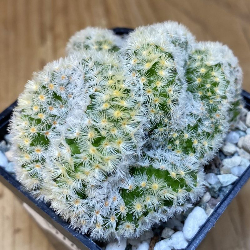 SH19725 Mammillaria carmenae f. cristata