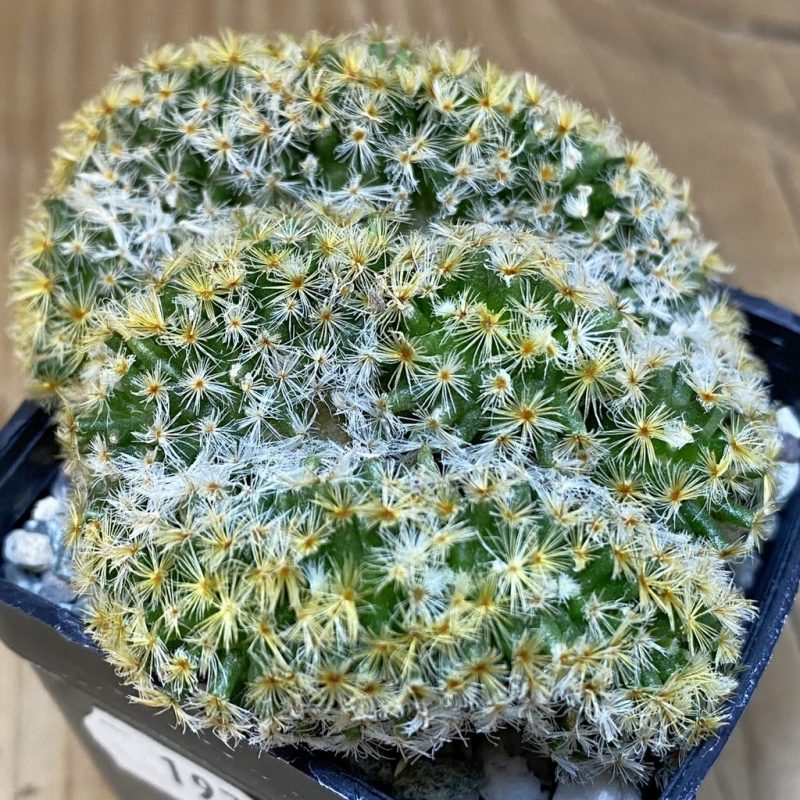 SH19726 Mammillaria schiedeana f. cristata