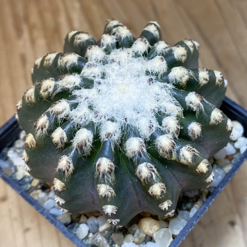 SH15983 Discocactus horstii
