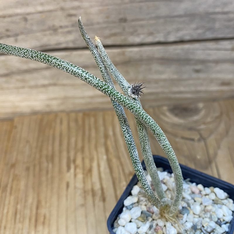 SH16002 Astrophytum caput-medusae, seedling