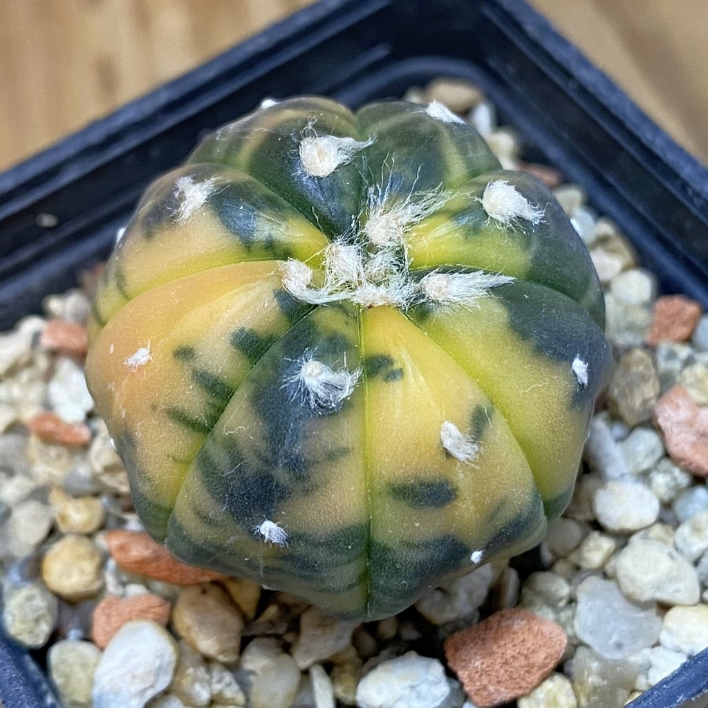 SH16123 Astrophytum asterias ‘Purple Skin’ f. variegata