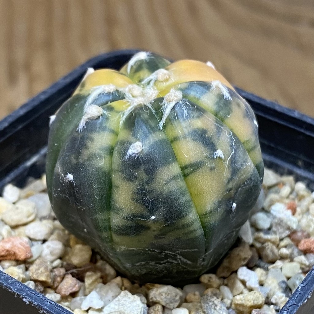 SH16123 Astrophytum asterias ‘Purple Skin’ f. variegata - immagine 2