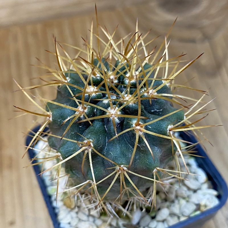 SH17090 Eriosyce curvispina