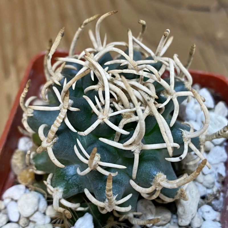 SH18154 Pediocactus peeblesianus f. menzelii PJR 504, grafted